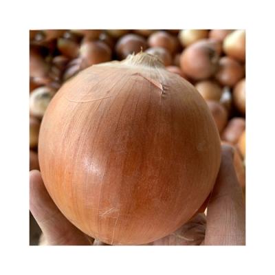 China China Fresh Red Onions Grade Fresh Vegetable High Quality Wholesale Sweet Fresh Onions for sale