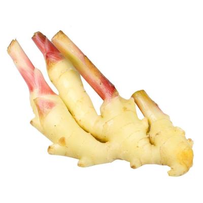 China Normal/100g+/150g+/200g+ Factory Purchase China Supplier Export Ginger Farm Planting Patch Fresh Ginger for sale