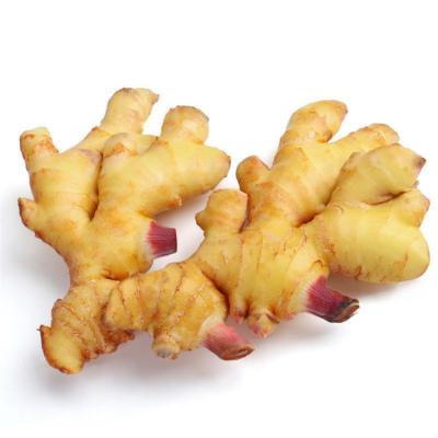 China Normal Manufacturer Supply Organic Fresh Ginger Selling Ginger Good Quality Fresh Ginger/100g+/150g+/200g+ for sale