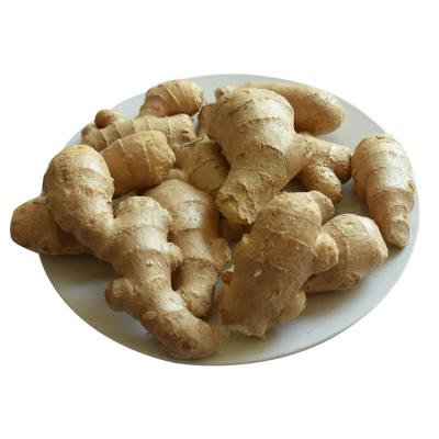 China Best New Sale High Quality Cultured Ginger Wholesale Organic Fresh Normal/100g+/150g+/200g+ Fresh Ginger for sale