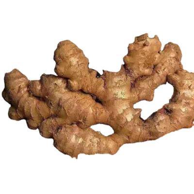 China Normal/100g+/150g+/200g+ China Supplier Export Dried Ginger Prices Patch Organic Rich Nutrition Fresh Ginger for sale