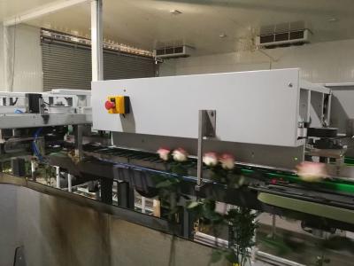 Cina Attrezzatura di ispezione di visione di rilevazione del fiore completamente automatica in vendita