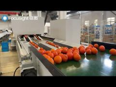 Fruit sorting-FS BEAVER