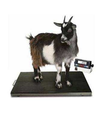 China Measure Weight Popular Livestock Scale Sheep Scale Goat Scale for sale