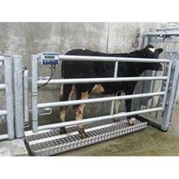 China For Livestock 1.5m*1.5m Electric Weighing Platform Scale for Animals Cattle Weighing Scales for sale