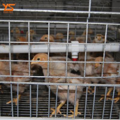 China Durable Fully Automatic Chicks Cage For Chicken Farm For Singapore /Poultry Farm Equipment for sale