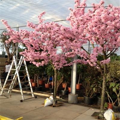 China 3m 10ft Fiberglass Artificial Cherry Blossom Tree Trees Sale Z08 0711 for sale