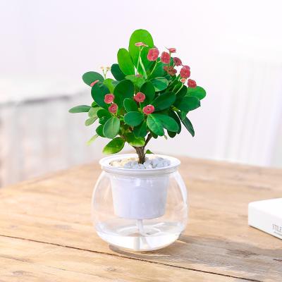 China Simple and clean simple style balcony round transparent plastic flower pots with flowers desktop hydroponic flowerpot for sale