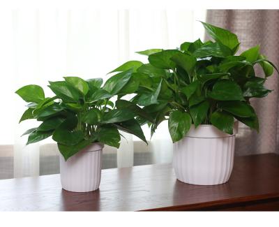 China Modern indoor light and self watering white plastic flower pots for balcony decoration and durable flower pots for sale