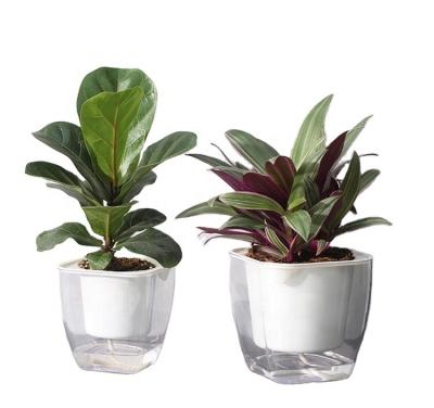 China Factory Direct Selling Modern Self Watering Lazy Round Clear Ornamental Plastic Flower Pot for sale