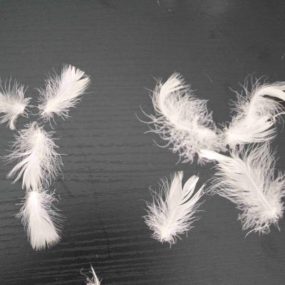 China BEST QULITY Wholesale Natural Softer Breathable White Goose Feather KEEP High Quality and Dry WARM for sale