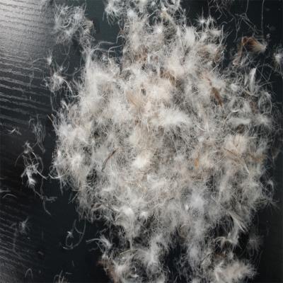 China BEST QULITY high bulk washed Gray Duck Down Feathers Gray Duck down good direct selling customization flexibility for sale