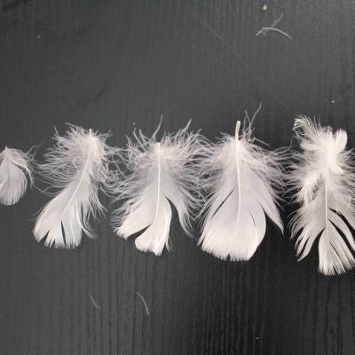 China BEST QULITY Wholesale Customization white goose feather and down jacket down filling duck or goose feather for sale