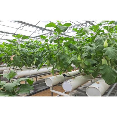 China MUCHEN Intelligent / Efficient Intelligence Agricultural Glass Greenhouses With Hydroponic System for sale