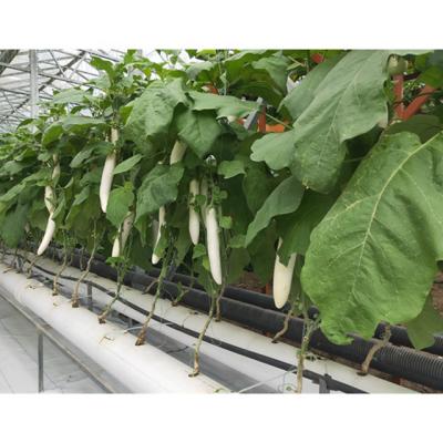 China Intelligent/Efficient Modern agricultural Intelligence hydroponic system plastic sheet greenhouses for sale for sale