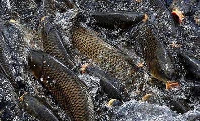 Cina DDCaroma Sapore di pesce Additivi alimentari per animali senza agglomerati e muffe in vendita