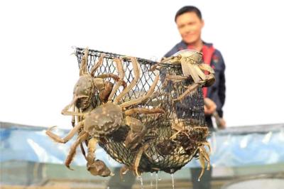 中国 18ヶ月 ライフステージ 魚の味 鶏肉の飼料添加物 25kg 梱包 販売のため