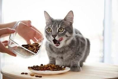 China Alimentación para gatos más nutritiva sabor a carne de res aditivos saludables para la alimentación de gatos HACCP en venta