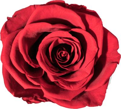 China Wholesale High Quality Natural Touch Plant Infinity Immortal Flowers Preserved Roses Bloom Christmas Valentine Custom Western Gifts Wedding for sale