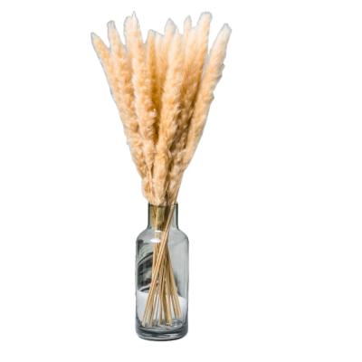 China Decorate Free Sample Beige Pampas Grass Flower Small Dry Grass For Party Decorations Home Decoration for sale