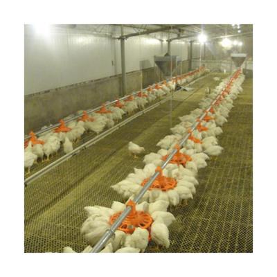 Κίνα Low cost automatic floor feeding system slatted floor chicken broiler chickens ground for sale προς πώληση