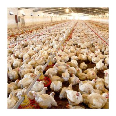 중국 Efficient breeding automatic floor Plastic Poultry Feeder plastic floor mat for broiler chicken 판매용