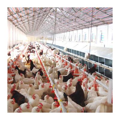 China Low cost floor Plastic Poultry Feeder chicken floor raising equipment floor feeding system for sale zu verkaufen