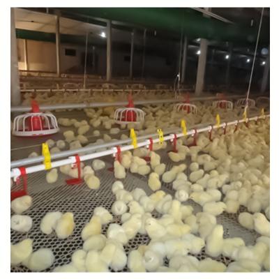 Κίνα Automatic type chicken floor Plastic Poultry Feeder broiler ground feeding system for sale προς πώληση