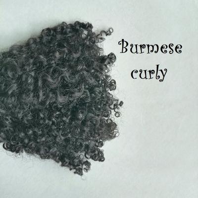 China Kinky Curly Burmese Curly Tape In Hair Extension Cuticle Aligned Raw Indian Hair for sale