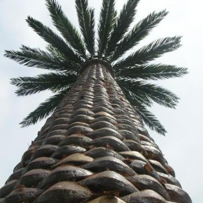 China Camouflaged Single Pole GSM Tower 30m Date Palm Tree for Etisalat UAE for sale