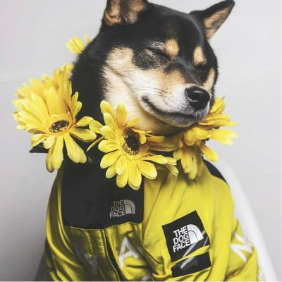 China Viable New Design Fashion Dog Pet Accessories Dog Face Clothes Flower Winter Jacket Cool Luxury Pet Apparel for sale