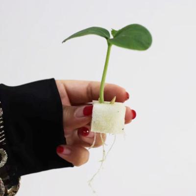 China Wholesale Home Gardening and Greenhouse Hydroponics Cultivating Vegetables and Fruit Plant Seed Cube Sponge for sale