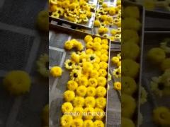 Golden chrysanthemums dried in hot air circulation oven