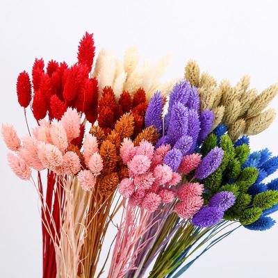 China Classic Hot Selling Dry Phalaris Gem Grass Flowers Valentine's Day Gifts for sale