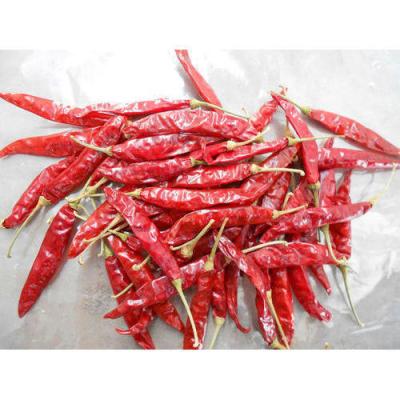 China Dried dry Indian red chillies for sale