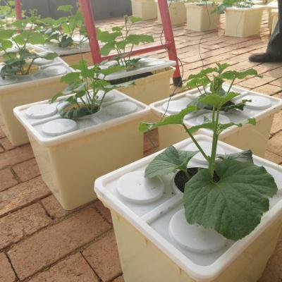 China FLOOR Greenhouse PP Dutch Bucket Hydroponic System For Vegetable Growing for sale