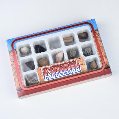 China China Yase 12pcs/box Gemstone Ocean Semi-precious Stone Children's Toys Natural Fossil Collectible Fossil Box for sale