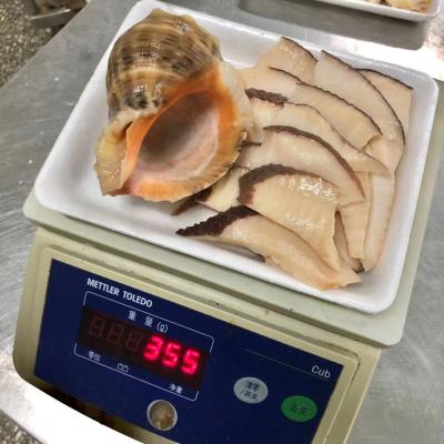 China Frozen Whole Round Conch FROZEN Shell Frozen Seasonal Seafood for sale