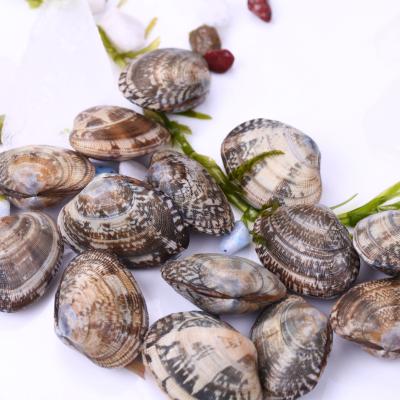 China FROZEN FROZEN COOKED NEW PRODUCED BABY CLAMS for sale