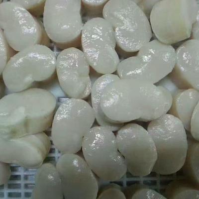 China FROZEN frozen shellfish scallop eggs off chlemy nobilis for sale for sale