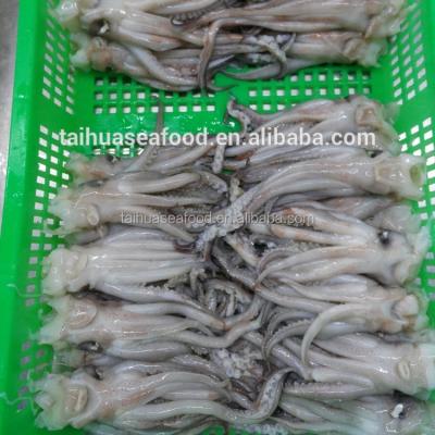 China Illex Low Fat BQF Frozen Squid Tentacle and Squid Head for sale