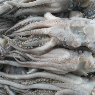 China Low fat fresh frozen and iqf dry squid (tentacle) for sale