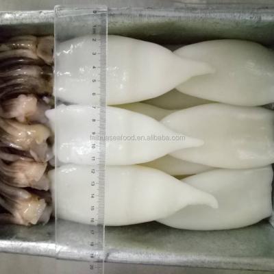 China NATURE squid tube jelly size from U5-U10 for sale