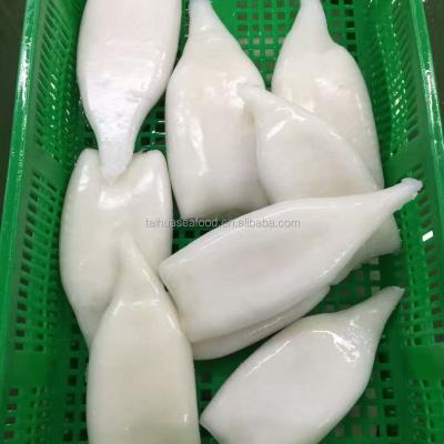 China China squid tube low fat frozen squid material in a lot of stock for sale