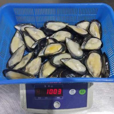 China Bule FROZEN mussel for sale