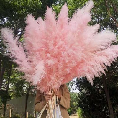 China Real Natural Real Dry Flower Pampas Grass Decoration Part Wedding Decorative Plants Rose Bouquet Preserved Dry Pampas Grass for sale