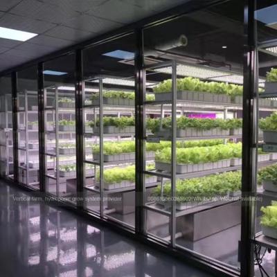 China Commercial Hydroponic Farm Growth for sale