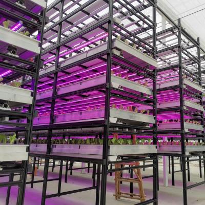 China AL Profile 300SQM NFT Hydroponics Leaf Vegetable Indoor Vertical Farm Plant Plant for sale