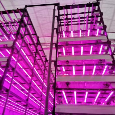 China Fruits Flowers Flowers NFT System Indoor Hydroponic Vertical Pitch Farm for sale