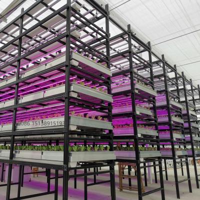 China Plant Flowers NFT Vegetable Saffron Fruit System Indoor Hydroponic Plant for sale